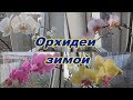 Цветение орхидей в январе  Flowering of orchids in January