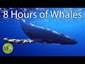 8 hours of whale sounds deep underwater for sleep and relaxation