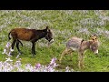 #2 The donkey thought that she was ignoring him - a wonderful episode from the life of amazing words