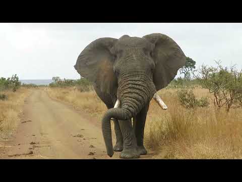 Vídeo: Kruger Shalati Lodge Fica No Topo De Uma Ponte Ferroviária Africana