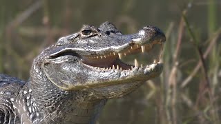 Yacare Caiman enjoying the sun Caiman yacare