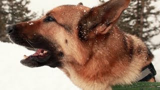 Avalanche Rescue Dogs