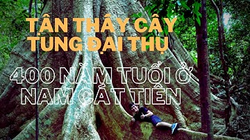 Ngắm cây tung đại thụ 400 năm tuổi ở vườn quốc gia Nam Cát Tiên