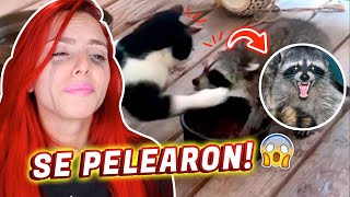 Mi Gata Peleo Con Una Zarigueya Quedó Herida Jenny Devil