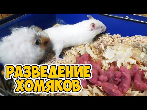 Видео: Как обрезать смоковницу: 11 шагов (с иллюстрациями)