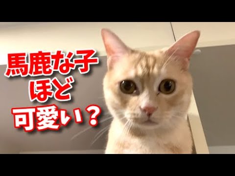 手のかかる猫たち