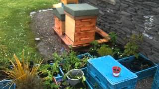 Frame Foundation Attracts Irish Black Bees