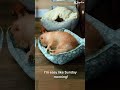 Lazy Pom! #pomeranian #dog #doglover