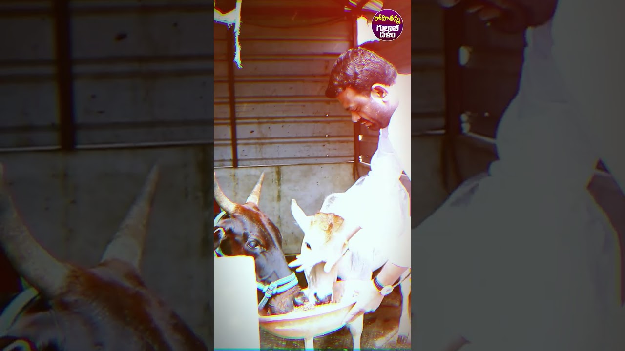 MLA Pilot Rohith Reddy | Palle Palleku Pilot | BRS Party | 