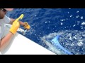 2017 Bermuda Billfish Blast | Team A Work of Art | White Marlin