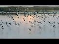 Northern lapwing  kiebitz  vanellus vanellus  hundreds of birds flying