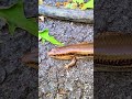 Snake Nahi 😳 Ye Glass Lizard Hai! No Legs, But Not a Snake 🦎🔥”#animalfacts #GlassLizard#amazingfacts