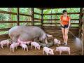 Spraying to Prevent Disease and Protect Pigs & Other Farm Animals 🐷 | Diet's Story