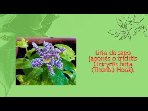 Video: Cultivo de lirio de sapo - Plantación de flores de lirio de sapo en el jardín