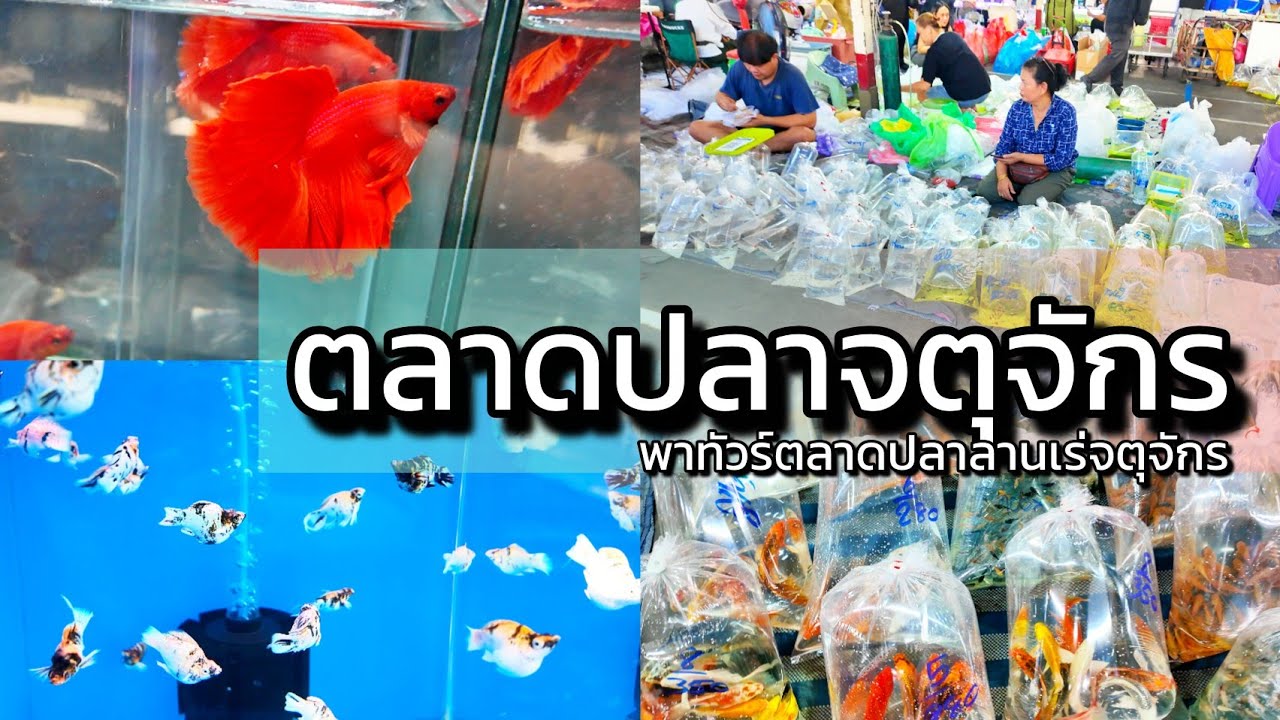 Обновление видео в формате 4K с оптового рыбного рынка Чатучак, проходившего в среду.