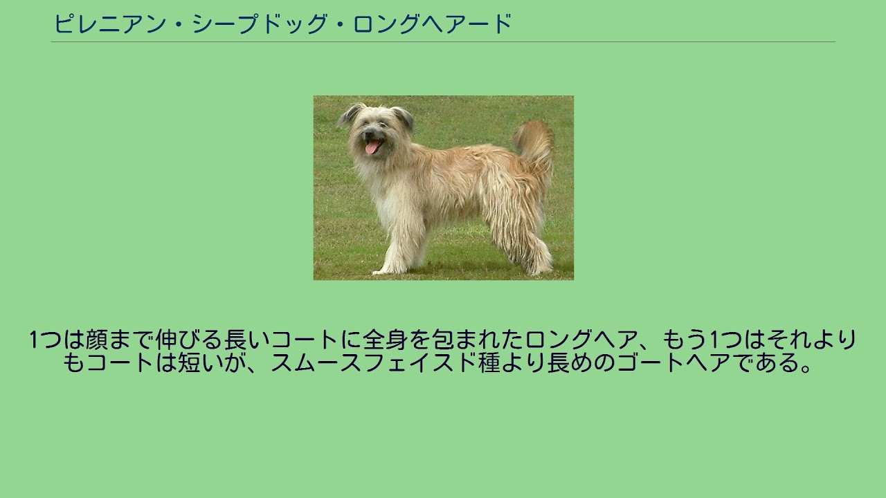 ピレニアン シープドッグ ロングヘアード Youtube