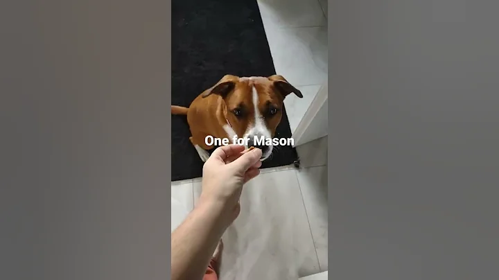 Video 166691: adorable cats dogs, sweet pets, cute pets