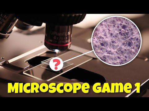 MICROSCOPE GUESSING GAME 1 - can you guess what it is?