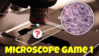 Microscope Guessing Game 1 - Can You Guess What It Is?