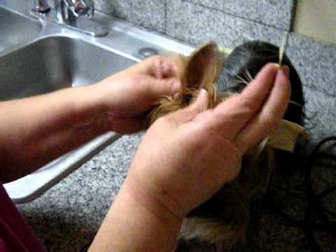 Video: Wie Man Die Ohren Eines Yorkies Klebt