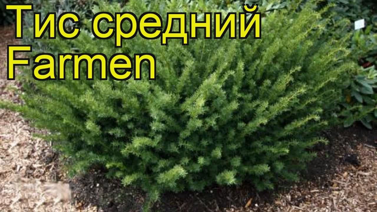 Тисс Средний Фото