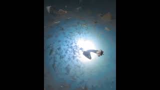 Freedive Mobula Migration Baja California Sur LA Ventana Mexico Bucketlist
