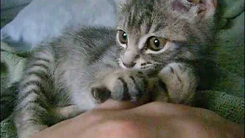 Video 4291641: meet abyssinian cat, persian cat meets, abyssinian cats dogs, big persian cat, pretty persian, scared cats, cute kitty