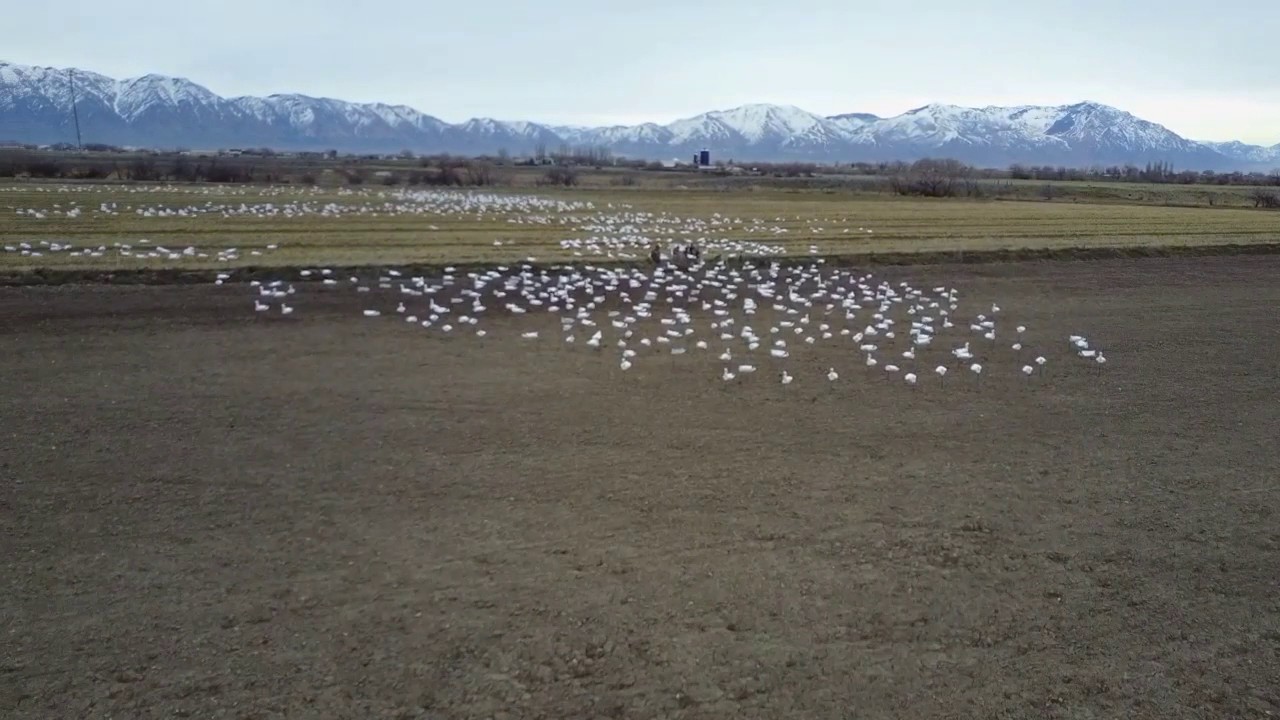 Skyfly Snow Goose decoys Drone view! YouTube