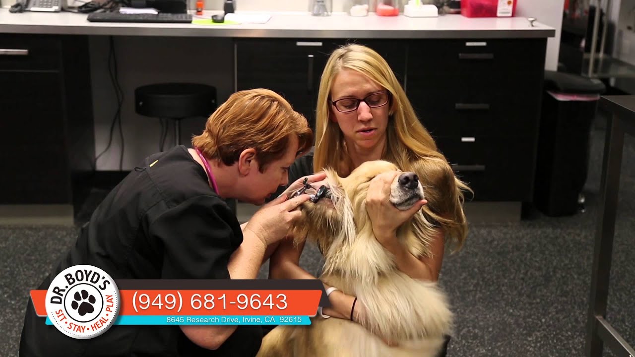 Dr. Boyd's Pet Resort Veterinary Center YouTube