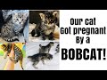 Bobcat/Pixiebob kittens || our cat got pregnant by a BOBCAT の動画、YouTube動画。