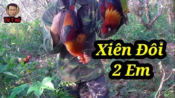 Bẫy gà rừng mới nhất kèo gà rừng xiên đôi quá đã #Tútnú