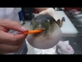 pufferfish eats carrot and moans
