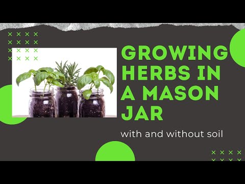 Growing Herbs in Your Kitchen with No Soil (Gardening Hacks)