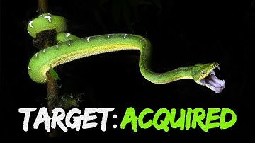 We Found the Most Beautiful Snake in the Amazon!