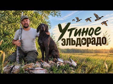 НАШЕЛ СОТНИ УТОК!!!!ОХОТА С ПОДХОДА!!!ИЩЕМ ТРОФЕЙНОГО ЛОСЯ!!!РУБЛЕННЫЕ КОТЛЕТЫ ИЗ ГРУДОК!!!!