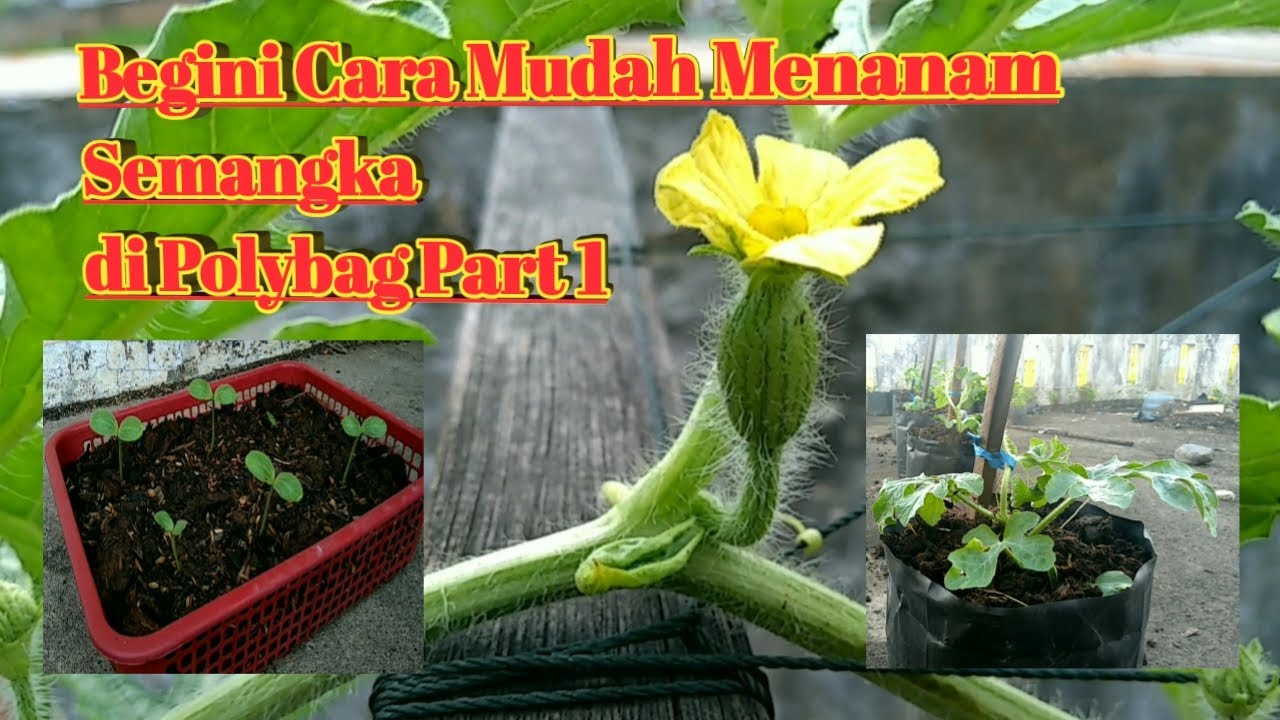 Begini Cara Mudah Menanam Semangka di Polybag Part 1.
