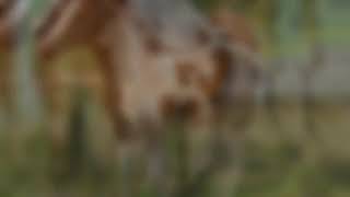 Video Pra Status Vaquejada Gabriel Carvalho