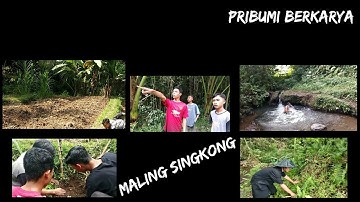 Maleng Ambon Amak Kedi/Maling Singkong Bapak Kedi!!!