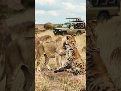 الضبع في خط ر اللبؤة  موسيقار  النظافه   البخل  المراه 