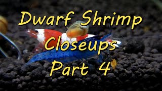 Dwarf Shrimp Closeups Part 4