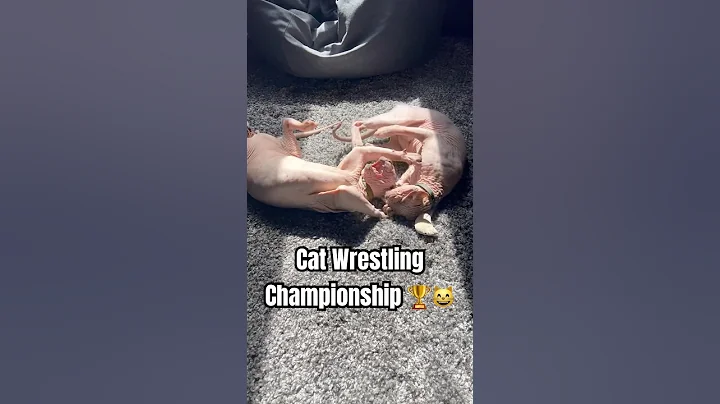 Watch the video about Cat wrestling championship😸 #cat #pets #funnycats #funny #cutecats #kitten #sphynx #fyp #fyshort