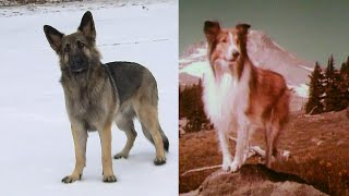 Shiloh Shepherd Leads Police to Her Owner’s Car Wreck