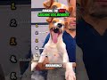 Ranking Best Laughing Dog Moments