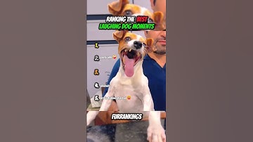 Ranking Best Laughing Dog Moments