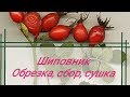 ШИПОВНИК. Правила обрезки и сушки.