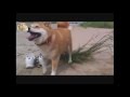 Самые прикольные и веселые собаки Сиба-ину 3. TOP Funniest Shiba Inu 3 Videos
