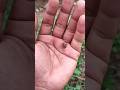 Asian Beetles You Ve Never Seen AnyuniHoist The ColoursThe Shotrs 2525 ЁЯШ ЁЯРЮЁЯк ЁЯШЬЁЯШЭЁЯШБ Asian Beetles You Ve Never Seen AnyuniHoist The ColoursThe Shotrs 2525 ЁЯШ ЁЯРЮЁЯк ЁЯШЬЁЯШЭЁЯШБ