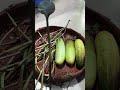 my first mini vlog #vlog #vedic#