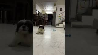 Shih Tzu puppy ?❤️? slow motion video shihtzupuppies slowmotion shihtzu shorts contentcreator