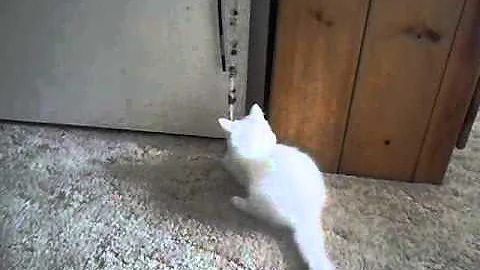 Video 1273961: turkish angora playing